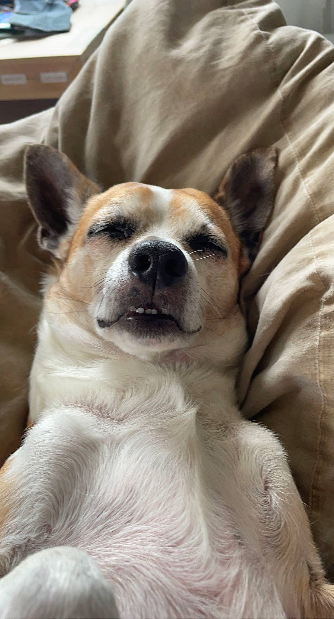 Hawai participe au concours pour gagner de l'argent avec cette photo : ancient_dog_breeds, canidae, carnivore, comfort, companion_dog, corgi_chihuahua, dog, dog_breed, fawn, fur, head, linens, non_sporting_group, paw, puppy, snout, sporting_group, terrestrial_animal, toy_dog, whiskers