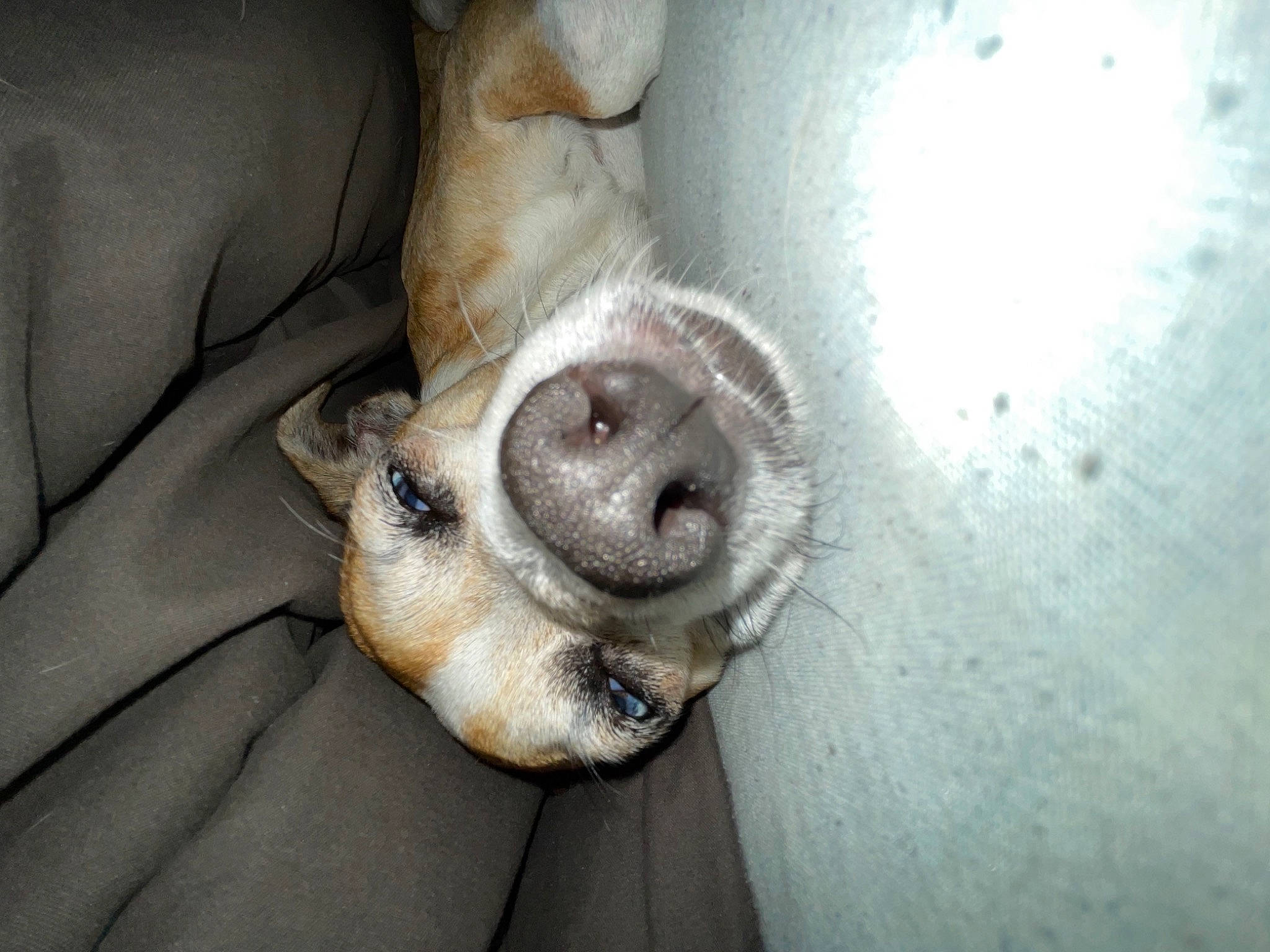 Hawaï a rejoint le concours — aidez-le/la à gagner de superbes lots ! ball, canidae, carnivore, comfort, companion_dog, couch, dog, dog_breed, fawn, felidae, foot, fur, nap, paw, puppy, small_to_medium_sized_cats, sporting_group, street_dog, terrestrial_animal, whiskers