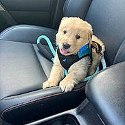 Georgie Johnston joined the competition — help win amazing prizes! puppy, dog, golden_retriever, car_interior, car_seat, harness, leash, pet, animal, cute, tongue_out, young_dog, black_leather, orange_stitching, adorable, sitting, vehicle, seat, domestic_animal, companion