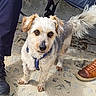 dog, animal, pet, harness, outdoor, sand, rock, footwear, shoe, brown_shoe, black_shoe, curious, standing, small_dog, fur, tail, ears, leash, person, walking