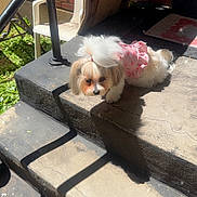 Diamond joined the competition — help win amazing prizes! animal, brick_wall, chair, concrete, cute, daylight, dog, fluffy, garden, grass, outdoor, pet, pink_clothing, railing, relaxing, resting, shadow, small_dog, steps, sunlight