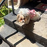 animal, brick_wall, chair, concrete, cute, daylight, dog, fluffy, garden, grass, outdoor, pet, pink_clothing, railing, relaxing, resting, shadow, small_dog, steps, sunlight