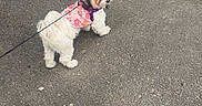 Diamond is registered to the contest to win money with this photo: dog, small_dog, leash, harness, pavement, sidewalk, grass, outdoor, pet, canine, fluffy, walking, curious, nature, daylight, animal, cute, white_dog, pink_harness, casual