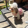 Diamond joined the competition — help win amazing prizes! animal, brick_wall, chair, concrete, curious, cute, daylight, decor, dog, fluffy, garden, outdoor, pet, pink_clothing, railing, shadow, small_dog, standing, step, sunlight