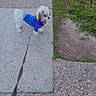 dog, small_dog, blue_jacket, leash, sidewalk, concrete, grass, outdoor, pet, walking, curious, animal, pavement, daytime, casual, leashed, standing, fur, cute, nature
