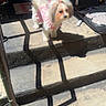 Diamond is registered to the contest to win money with this photo: animal, concrete, cute, decor, dog, dog_bed, door, fluffy, house, outdoor, paw, pet, pink_outfit, rustic_chair, shadow, small_dog, steps, sunlight, sunny, white_dog