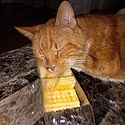 Carlton is registered to the contest to win money with this photo: cat, orange_cat, cracker, stack, plastic_wrapper, table, marble, indoor, pet, sleepy, resting, feline, whiskers, closeup, food, snack, domestic_animal, brown, fur, head