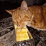 cat, orange_cat, cracker, stack, plastic_wrapper, table, marble, indoor, pet, sleepy, resting, feline, whiskers, closeup, food, snack, domestic_animal, brown, fur, head