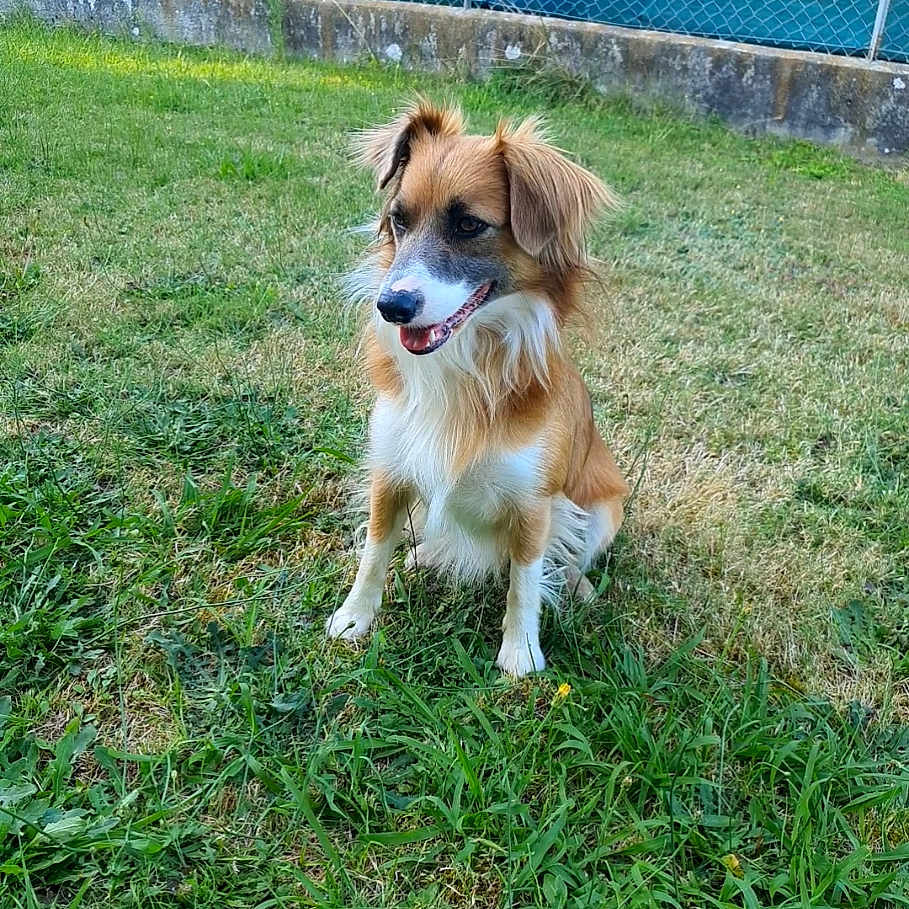 Rouky participe au concours pour gagner de l'argent avec cette photo : animal, backyard, ball, canine, dog, field, football, grass, lawn, nature, outdoors, pet, plant, puppy, soccer, soccerball, sport, tennis, tennisball, yard