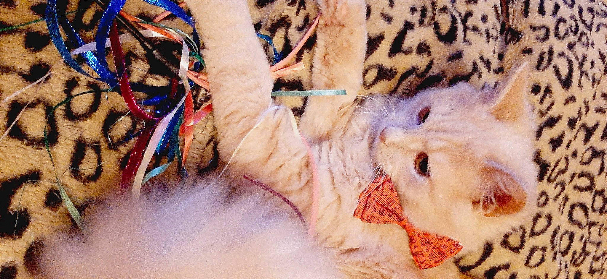 Loucky participe au concours pour gagner de l'argent avec cette photo : big_cats, carnivore, cat, close_up, event, eyelash, fawn, felidae, fur, gesture, grass, happy, nail, pattern, paw, small_to_medium_sized_cats, snout, terrestrial_animal, whiskers, wildlife