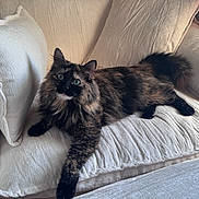 Bug is registered to the contest to win money with this photo: cat, tortoiseshell_cat, feline, pet, animal, indoor, couch, pillows, furniture, resting, relaxed, fluffy, long_hair, green_eyes, cream_color, cozy, home, living_room, cute, domestic_animal