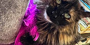 Bug joined the competition — help win amazing prizes! cat, tortoiseshell, feathers, purple, pet, feline, fur, eyes, indoors, carpet, books, curious, soft, cozy, resting, animal, domestic, cute, fluffy, boa