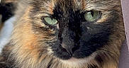 Bug joined the competition — help win amazing prizes! animal, blanket, cat, closeup, comfort, cozy, curtain, cute, domestic, feline, fluffy, green_eyes, indoor, pet, relaxed, resting, sleepy, soft, tortoiseshell, whiskers