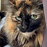 animal, blanket, cat, closeup, comfort, cozy, curtain, cute, domestic, feline, fluffy, green_eyes, indoor, pet, relaxed, resting, sleepy, soft, tortoiseshell, whiskers