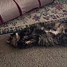 Bug is registered to the contest to win money with this photo: animal, carpet, cat, colorful, cozy, cute, domestic, feline, fluffy, fur, home, indoor, lying_down, patterned_rug, pet, play_tunnel, relaxed, resting, rug, soft