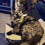 Bug joined the competition — help win amazing prizes! cat, tortoiseshell, feline, indoor, chair, furniture, carpet, couch, green_eyes, fluffy, pet, domestic_animal, relaxed, alert, home, cozy, living_room, animal, resting, mammal