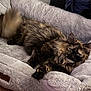 Bug is registered to the contest to win money with this photo: cat, tortoiseshell, pet_bed, fluffy, tail_motion, indoor, cozy, relaxed, feline, animal, soft_texture, resting, comfortable, fur, alert, cute, mammal, whiskers, paw, laying_down