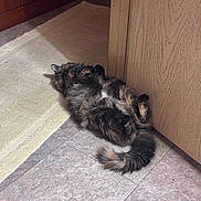 Bug is registered to the contest to win money with this photo: animal, cat, cozy, cute, domestic_cat, floor, fluffy, fur, home, indoor, paw, peaceful, pet, quiet, relaxed, resting, sleeping, tail, tile_floor, wooden_cabinet