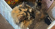 Bug is registered to the contest to win money with this photo: animal, basket, carpet, cat, cozy, cushion, feathers, feline, fur, indoor, leopard_print, paw, pet, playful, relaxed, scratch_pad, stretching, tortoiseshell, toy, wicker