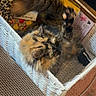 Bug is registered to the contest to win money with this photo: animal, basket, carpet, cat, cozy, cushion, feathers, feline, fur, indoor, leopard_print, paw, pet, playful, relaxed, scratch_pad, stretching, tortoiseshell, toy, wicker