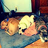 Ducky is registered to the contest to win money with this photo: dog, animal, pet, sleeping, resting, dog_bed, collar, brown_dog, white_dog, brindle_dog, wooden_floor, indoor, home, cozy, plush, relaxed, floor, door, blanket, cute
