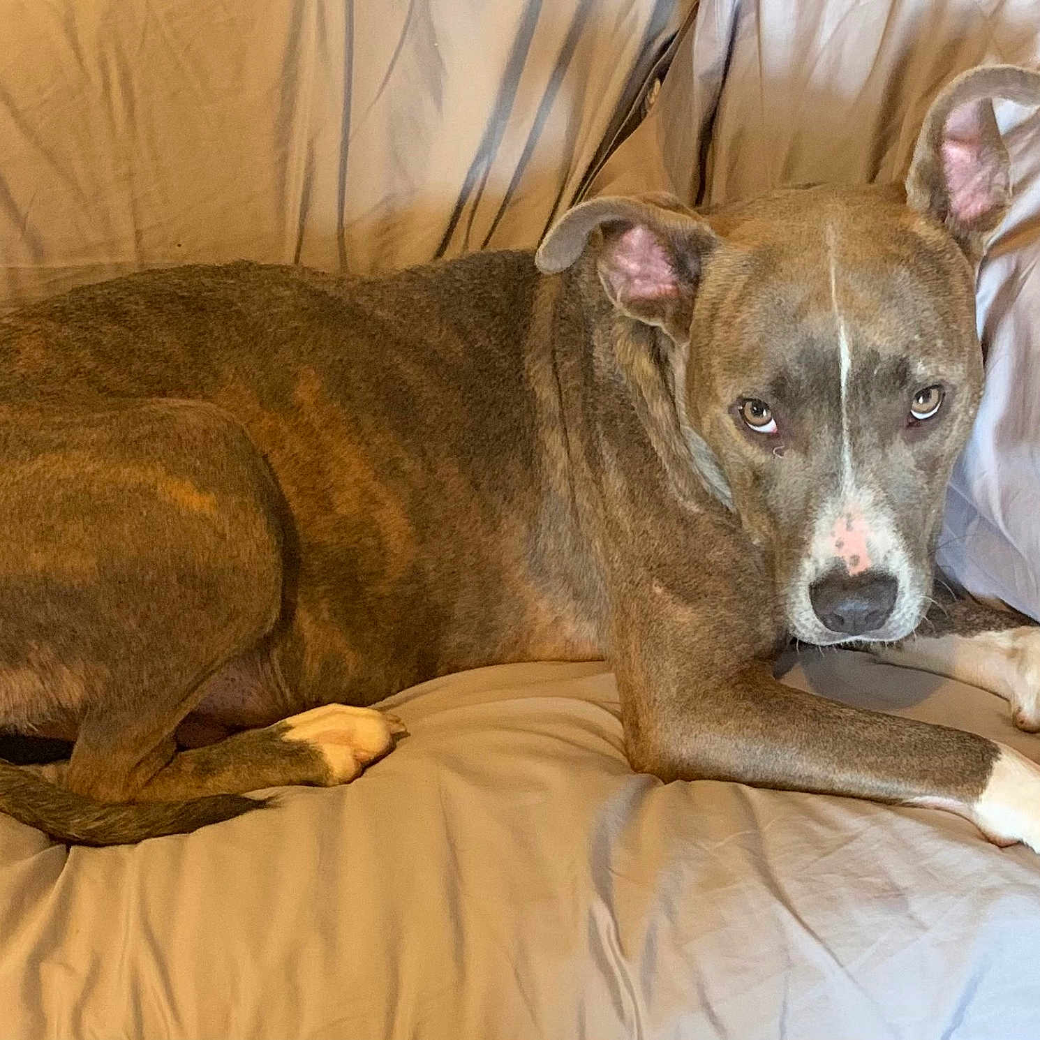 Ducky is registered to the contest to win money with this photo: dog, brindle, canine, pet, indoor, couch, furniture, resting, brown, white_paws, white_snout, ears_up, looking_at_camera, relaxed, animal, mammal, companion, domestic, laying_down, soft_fabric