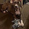 dog, carpet, plush_toy, elephant_toy, indoor, brown_coat, white_paws, ears, pet, animal, furniture, chair, clothing, charging_cable, floor, relaxed, looking_at_camera, domestic, household, toy