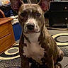 Ducky joined the competition — help win amazing prizes! dog, indoor, carpet, furniture, ears_up, brown_dog, white_markings, pet, animal, home, alert, sitting, curious, patterned_rug, wooden_furniture, drawer, storage, room, domestic, canine