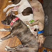 Ducky is registered to the contest to win money with this photo: dog, sleeping, floor, wooden_floor, collar, brown_dog, white_and_brown_dog, tan_dog, couch, pet, indoor, resting, animal, pile, closeup, nap, paw, friendship, cozy, relaxing