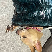 Emmy Lou is registered to the contest to win money with this photo: dog, blanket, sleeping, cozy, collar, pet, indoor, fur, paw, resting, canine, snuggle, comfort, animal, cute, relaxed, soft, warm, domestic, quiet