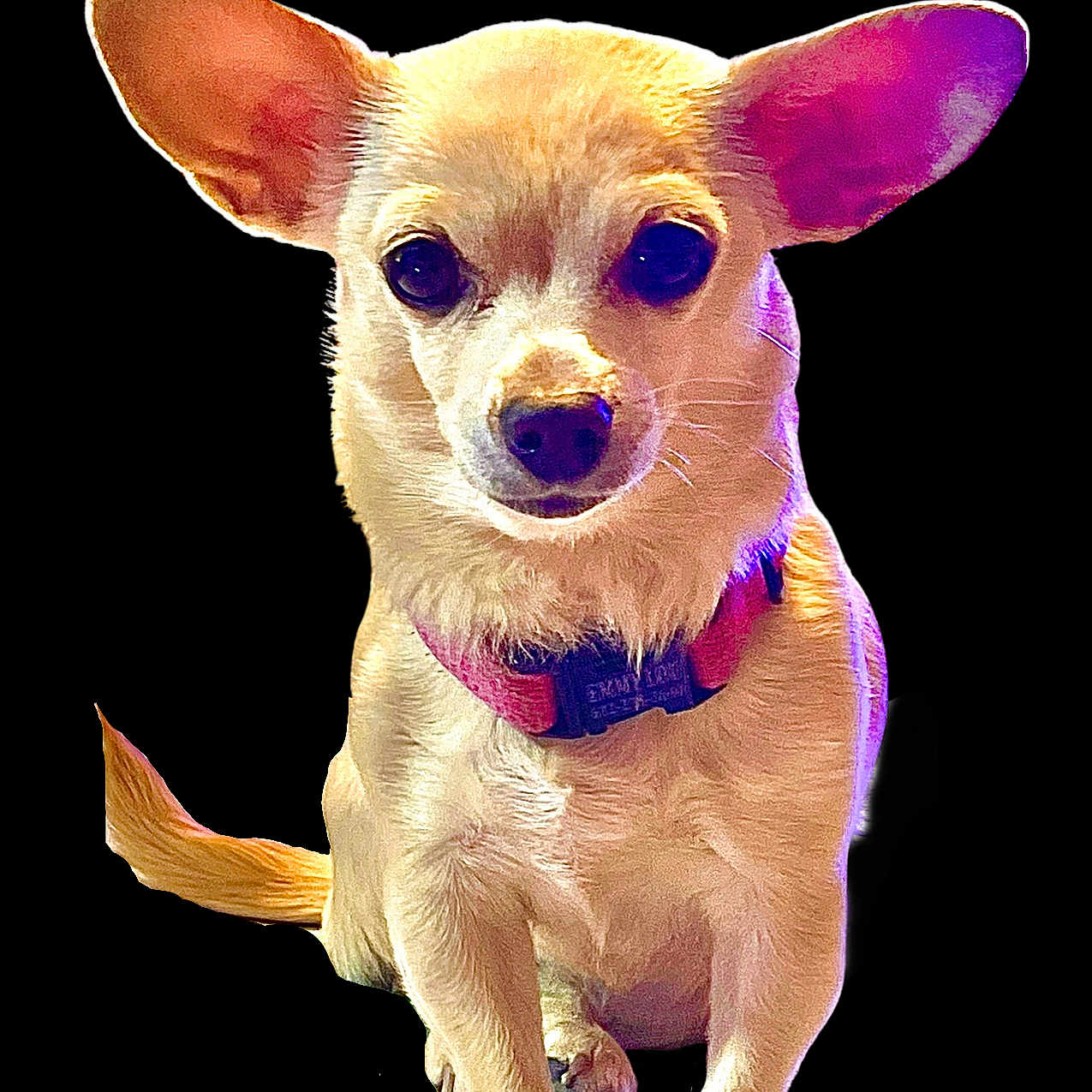 Emmy Lou joined the competition — help win amazing prizes! alone, animal, canine, chihuahua, collar, cute, dog, domestic_animal, ears, front_view, indoor, isolated, light_colored, pet, portrait, purple_light, sitting, small_dog, studio_lighting, yellow_light