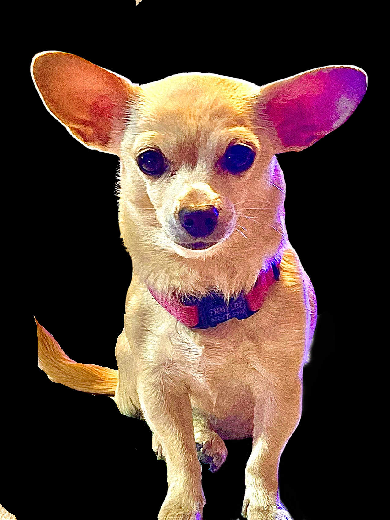 Emmy Lou joined the competition — help win amazing prizes! dog, chihuahua, small_dog, pet, animal, light_colored, sitting, ears, collar, cute, isolated, studio_lighting, purple_light, yellow_light, front_view, domestic_animal, canine, portrait, alone, indoor