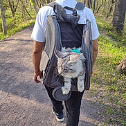 Luna is registered to the contest to win money with this photo: person, cat, backpack, forest, trail, outdoor, walking, trees, greenery, sunlight, pet_carrier, gray_cat, white_cat, nature, path, casual_clothing, hiking, daytime, leisure, exploration