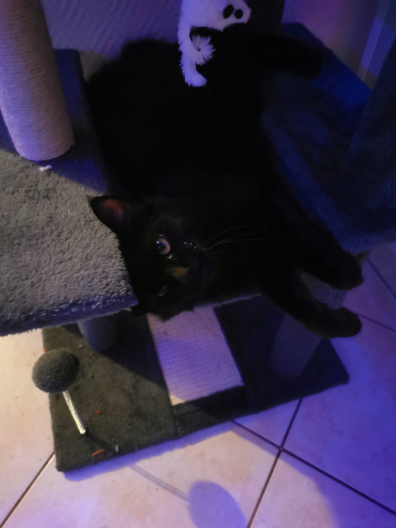 Loki participe au concours pour gagner de l'argent avec cette photo : black_cat, carnivore, cat, comfort, dog_breed, domestic_short_haired_cat, electric_blue, felidae, floor, flooring, fur, gesture, hardwood, human_leg, magenta, purple, small_to_medium_sized_cats, tail, tints_and_shades, whiskers