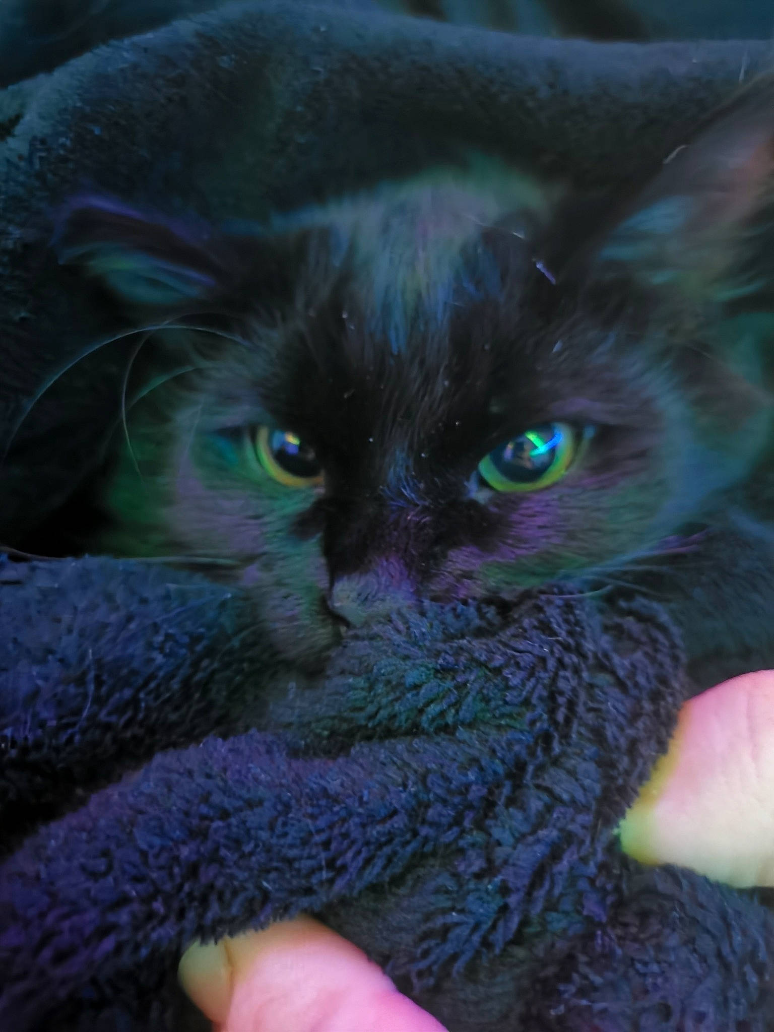 Loki participe au concours pour gagner de l'argent avec cette photo : art, black_cat, carnivore, cat, claw, close_up, domestic_short_haired_cat, electric_blue, eye, felidae, fur, iris, plant, small_to_medium_sized_cats, snout, terrestrial_animal, whiskers