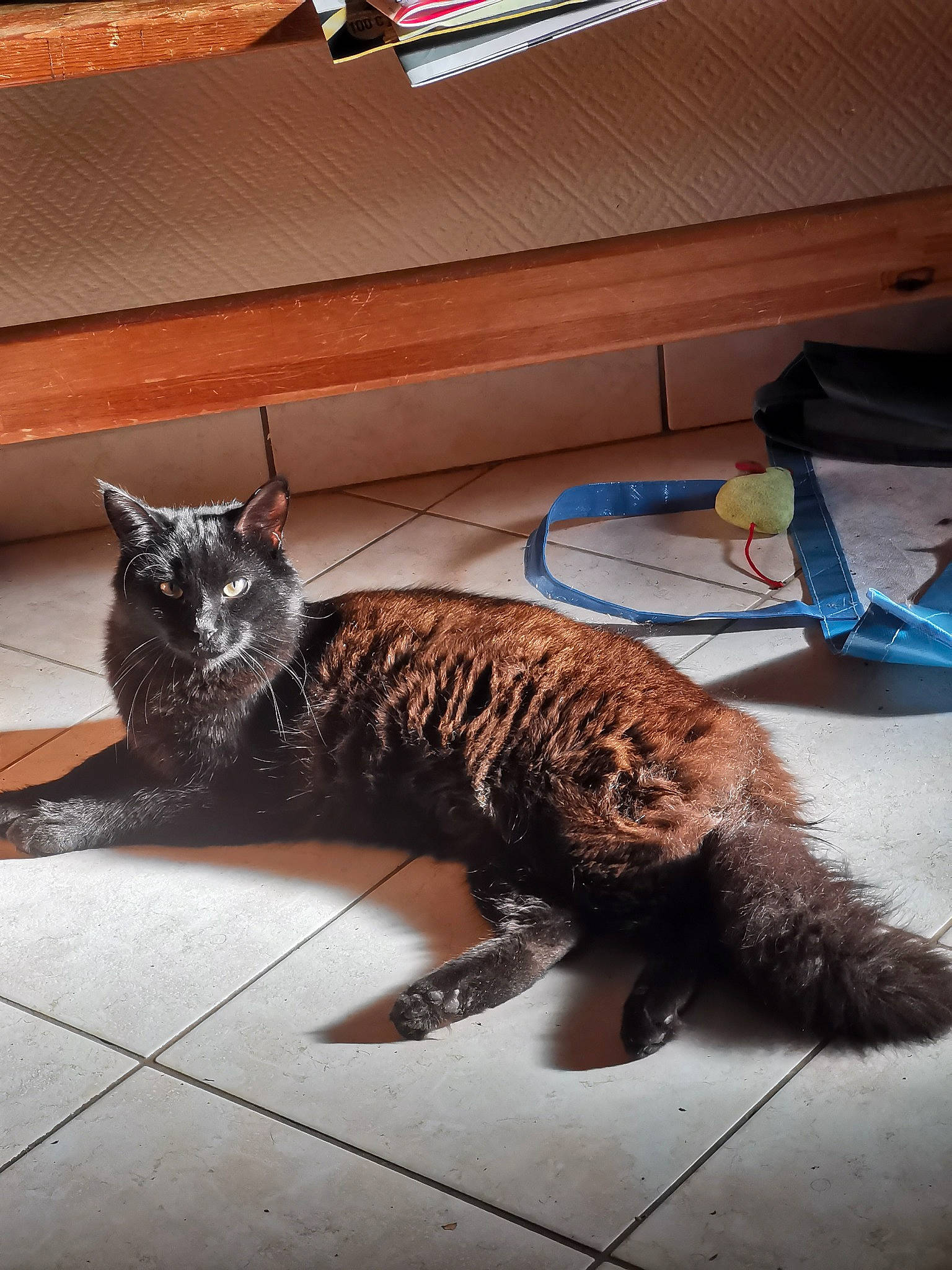 Loki a rejoint le concours — aidez-le/la à gagner de superbes lots ! canidae, carnivore, cat, claw, comfort, domestic_short_haired_cat, fawn, felidae, floor, flooring, fur, hardwood, paw, small_to_medium_sized_cats, snout, tail, terrestrial_animal, whiskers, window, wood