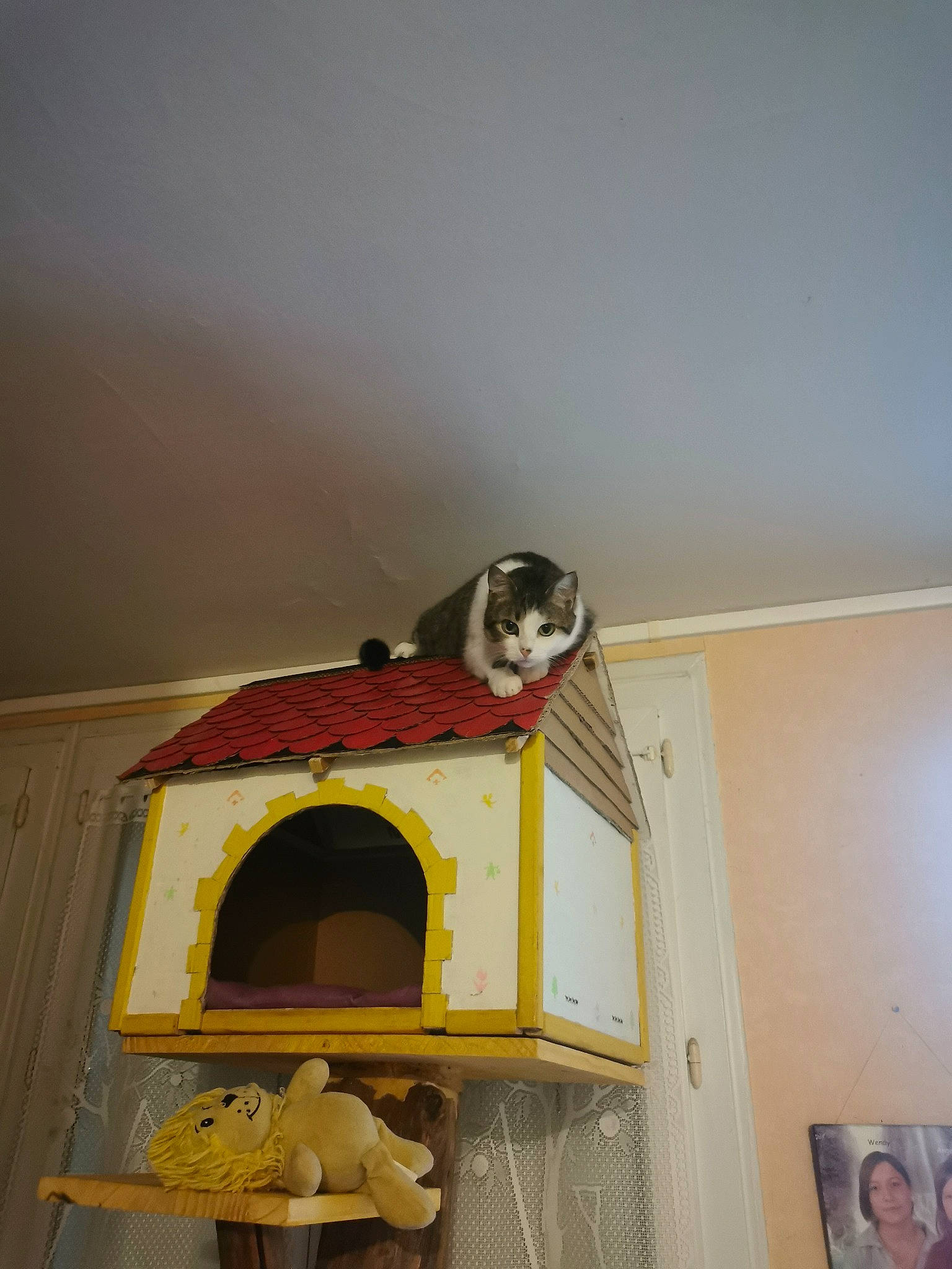 Kira a rejoint le concours — aidez-le/la à gagner de superbes lots ! bird_supply, carnivore, cat_supply, ceiling, felidae, hardwood, molding, pet_supply, plaster, room, small_to_medium_sized_cats, stairs, wood