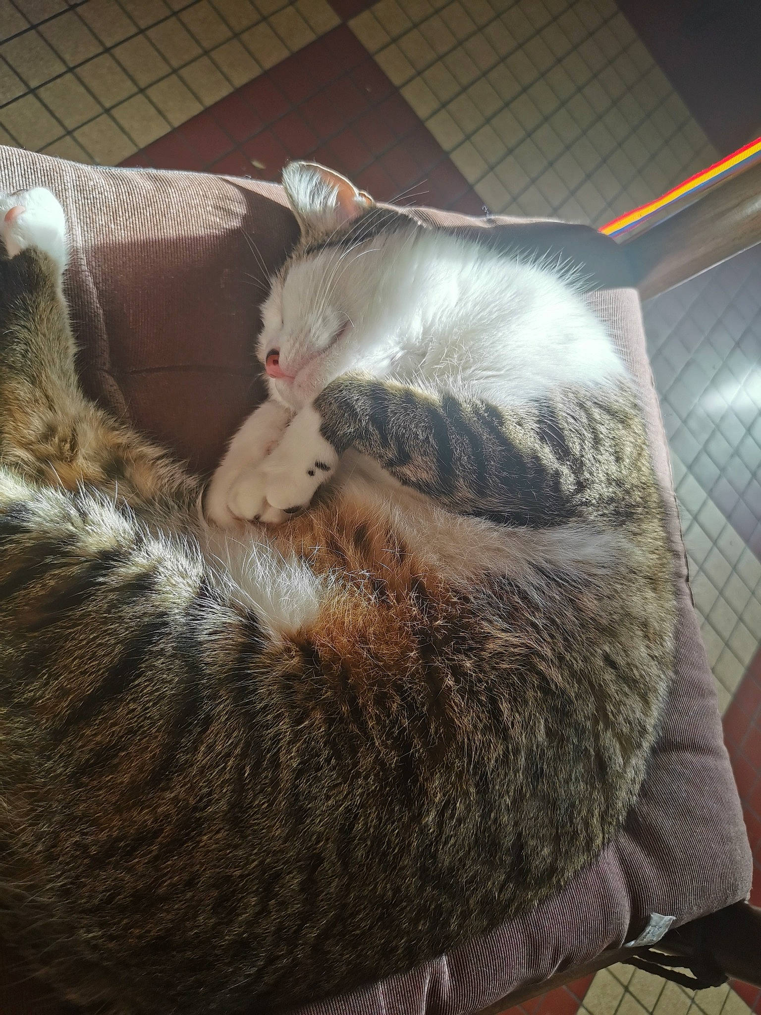 Kira a rejoint le concours — aidez-le/la à gagner de superbes lots ! animal_shelter, carnivore, cat, claw, comfort, domestic_short_haired_cat, felidae, fur, grey, nap, paw, rodent, sleep, small_to_medium_sized_cats, snout, tail, whiskers