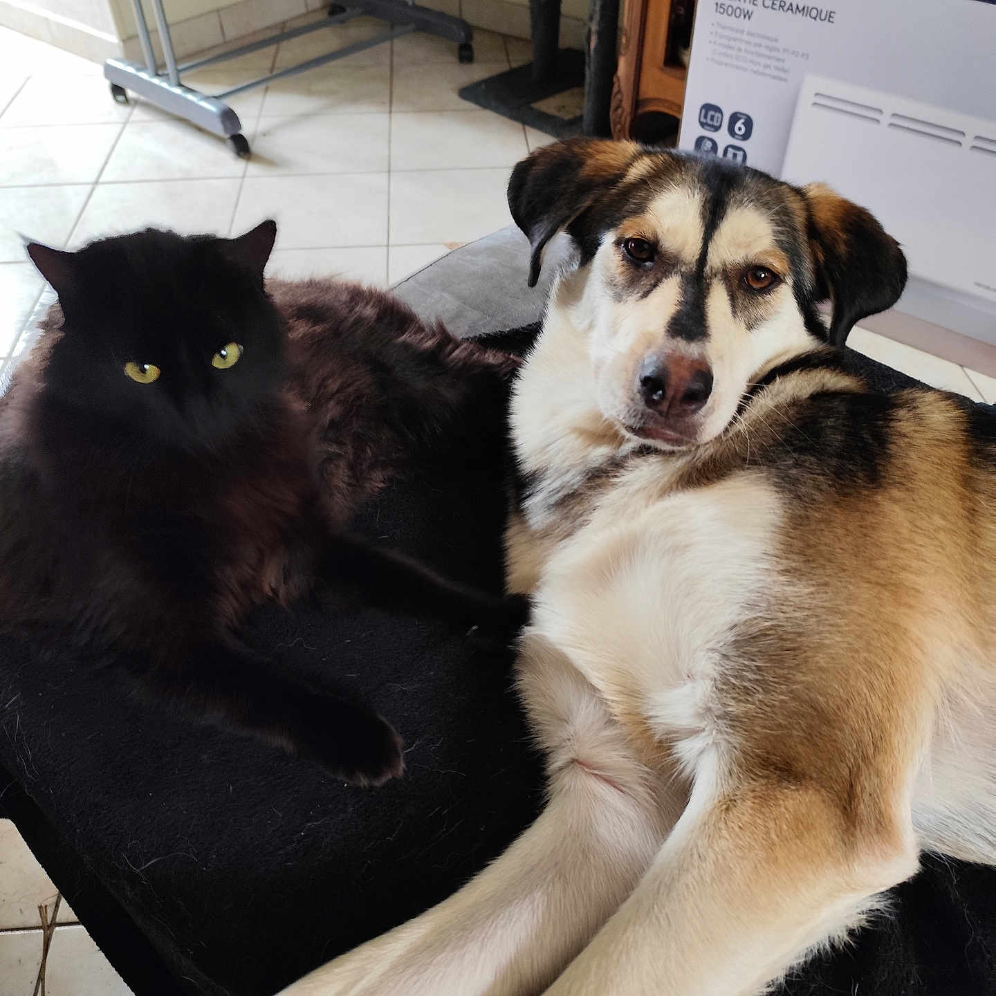 Akira a rejoint le concours — aidez-le/la à gagner de superbes lots ! animal, architecture, box, building, canine, cat, chair, couch, dog, furniture, hound, husky, indoors, interiordesign, labradorretriever, livingroom, pet, puppy, room, wood