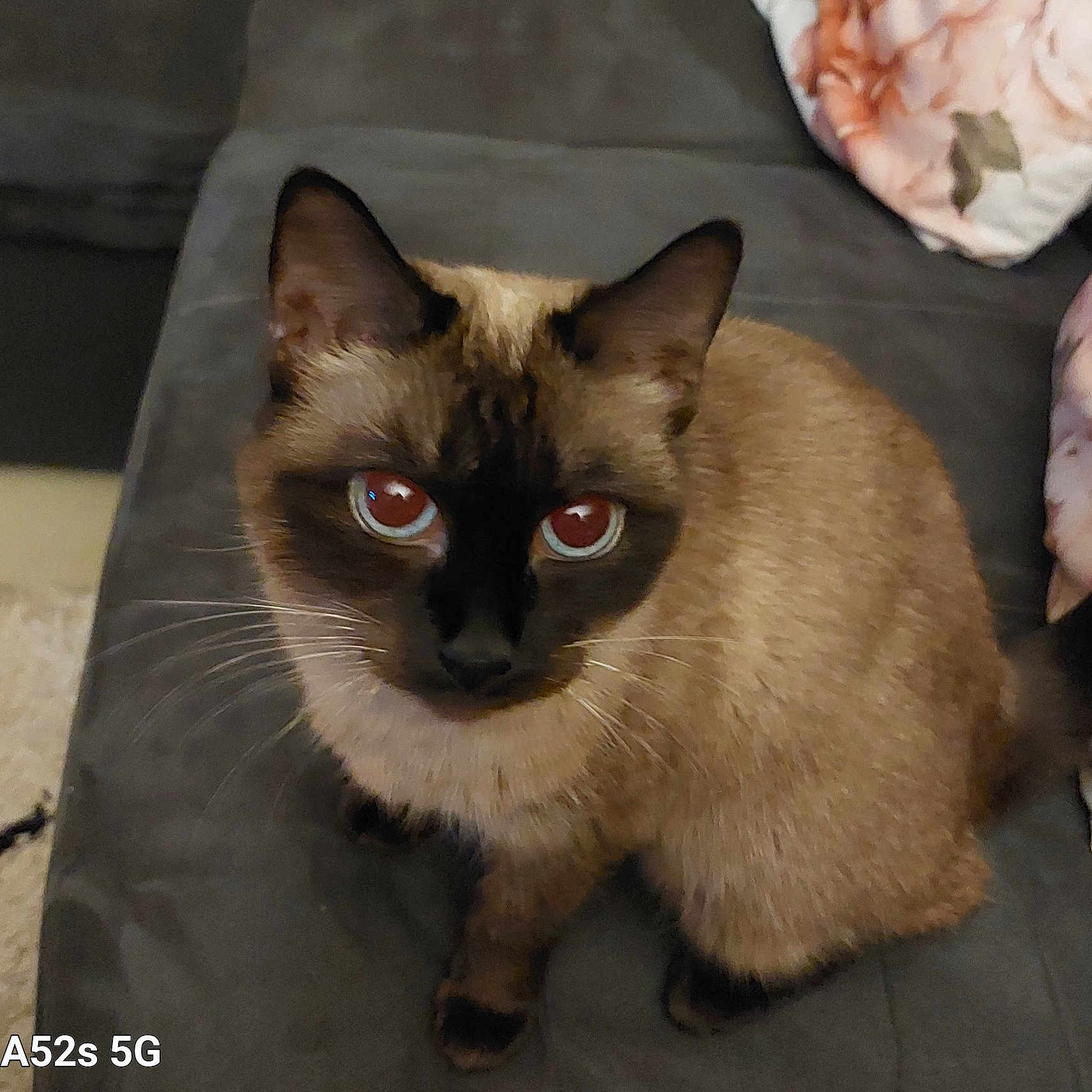 Kimie a rejoint le concours — aidez-le/la à gagner de superbes lots ! animal, cat, kitten, pet, siamese