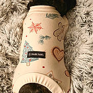 Butters is registered to the contest to win money with this photo: dog, black_dog, sweater, clothing, holiday, christmas, pattern, heart, gingerbread_man, tree, fur, fluffy_rug, sleeping, cozy, pet, animal, indoors, resting, cute, warm