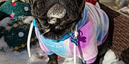 Butters is registered to the contest to win money with this photo: animal, apparel, black_dog, curious, cute, dog, ears, french_bulldog, furry, holiday_decoration, hoodie, outdoor, pet, plush, portrait, sitting, snow, tie_dye, wicker_chair, winter