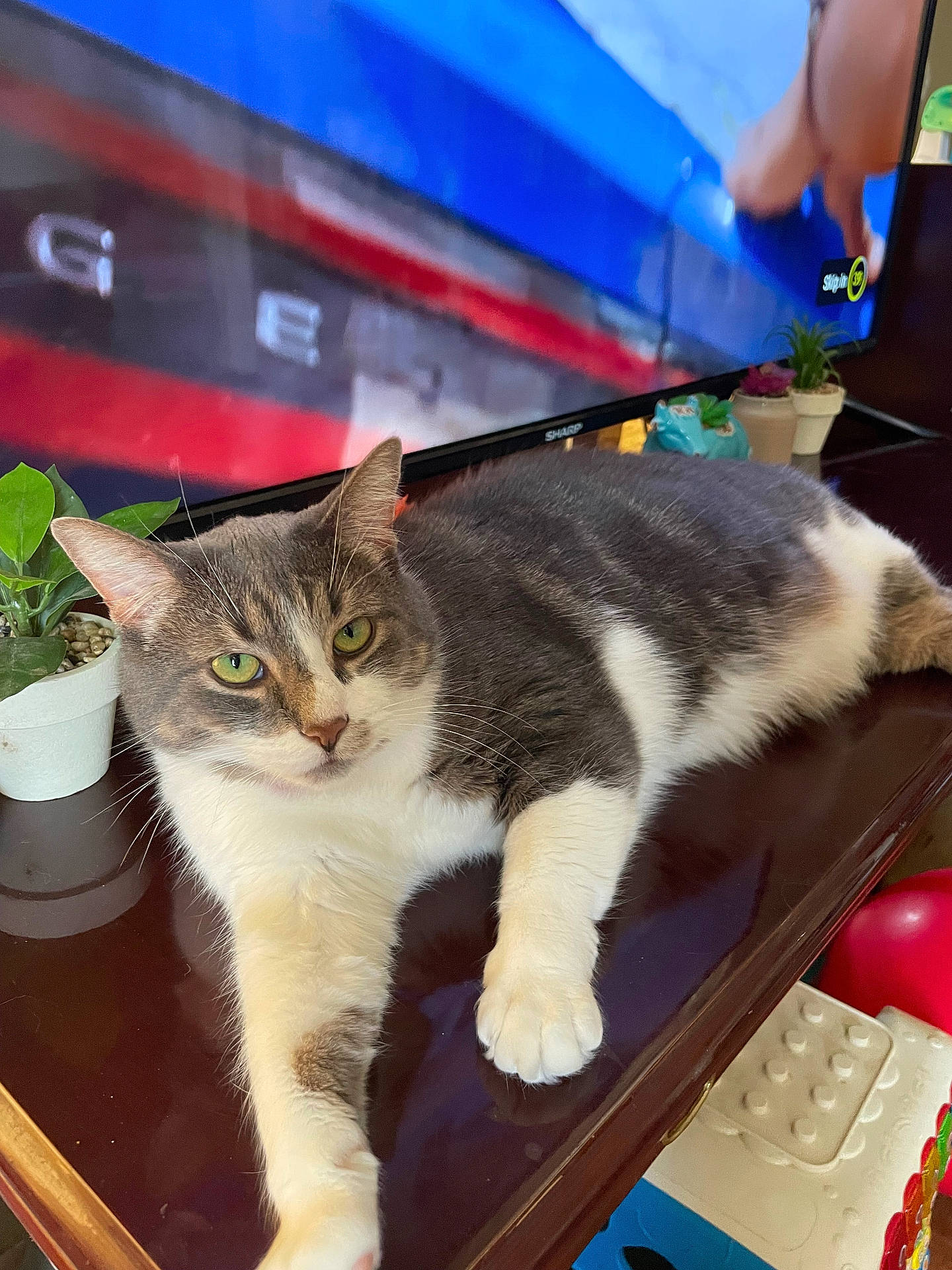 Harper is registered to the contest to win money with this photo: abyssinian, accessories, animal, bag, cat, computer, computerhardware, electronics, furniture, handbag, kitten, laptop, medication, pc, person, pet, pill, plant, pottedplant, table