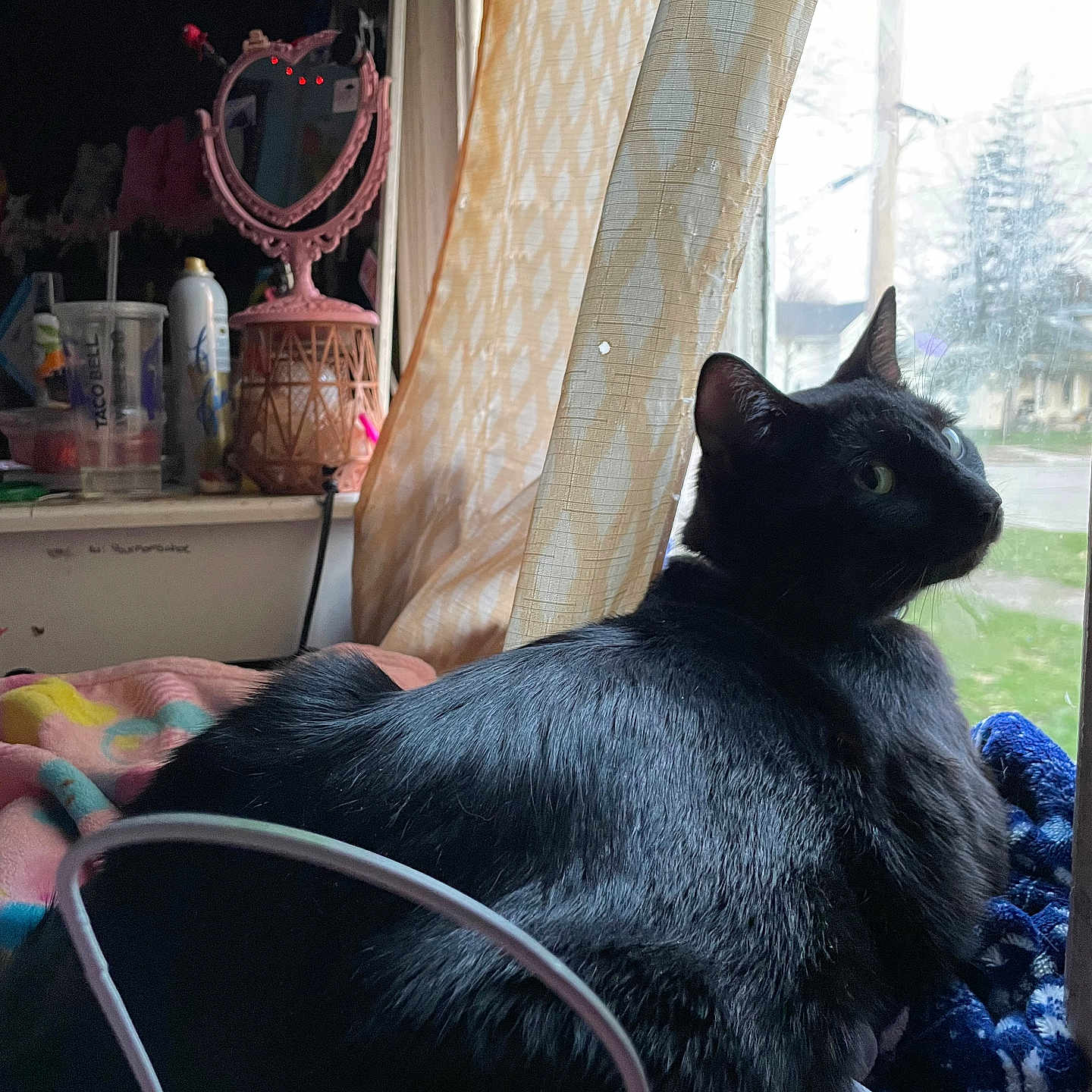 Cash is registered to the contest to win money with this photo: accessories, animal, architecture, bag, bed, blackcat, building, cat, chair, couch, cup, furniture, handbag, indoors, livingroom, manx, pet, plant, pottedplant, room