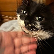 Lucky is registered to the contest to win money with this photo: cat, tuxedo_cat, kitten, animal, pet, black_and_white, whiskers, green_eyes, wide_eyed, close_up, portrait, fur, face, nose, ears, hand, human, indoor, wooden_background, cozy