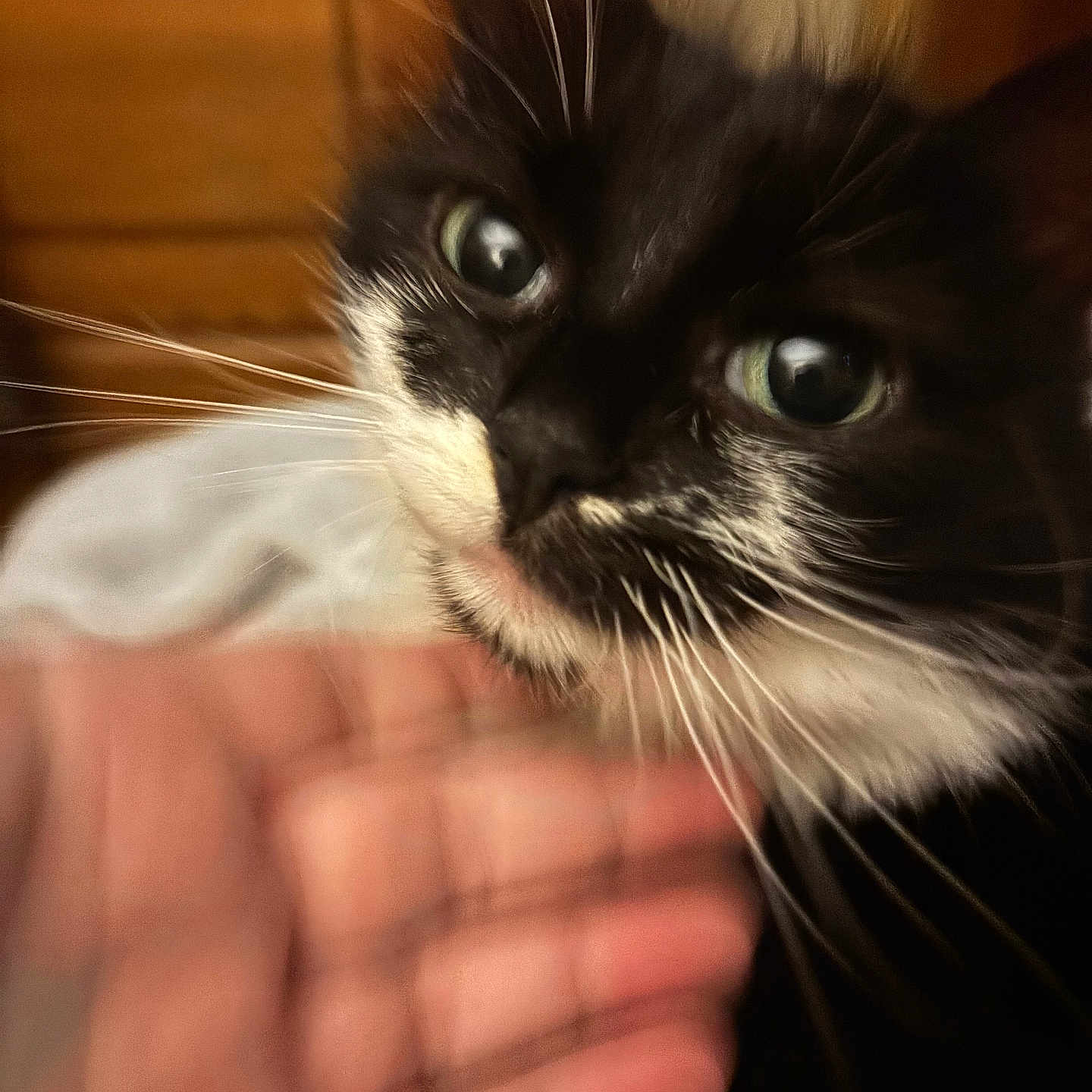 Lucky is registered to the contest to win money with this photo: cat, tuxedo_cat, kitten, animal, pet, black_and_white, whiskers, green_eyes, wide_eyed, close_up, portrait, fur, face, nose, ears, hand, human, indoor, wooden_background, cozy