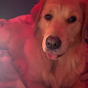 Sadie Mae is registered to the contest to win money with this photo: dog, golden_retriever, pet, tongue_out, close_up, blanket, cozy, indoor, portrait, fur, nose, eyes, bed, resting, lying_down, looking_at_camera, warm_lighting, red_tint, soft_texture, canine