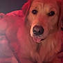 dog, golden_retriever, pet, tongue_out, close_up, blanket, cozy, indoor, portrait, fur, nose, eyes, bed, resting, lying_down, looking_at_camera, warm_lighting, red_tint, soft_texture, canine