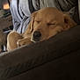 Sadie Mae is registered to the contest to win money with this photo: dog, golden_retriever, sleeping, couch, sofa, pet, indoor, living_room, closeup, fur, snout, nose, paw, relaxed, head_resting, upholstery, brown, cozy, eyes_closed, portrait