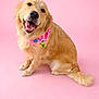 dog, golden_retriever, pet, pink_background, bandana, smiling, portrait, studio, seated, furry, happy, tongue_out, paw, tail, looking_at_camera, cute, accessory, isolated, floor, well_groomed